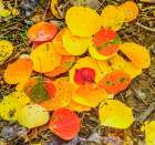 Autumn colored fallen leaves with rain drops in Colorado Art Print